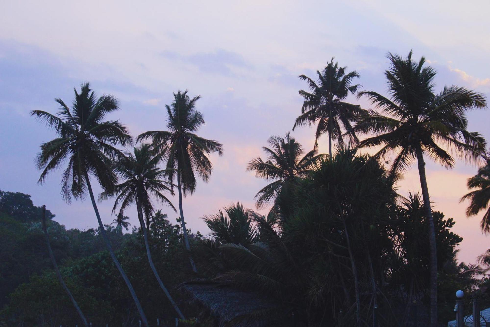 Calma - Surf, Yoga & Coffee On A Private Beach Dikwella Exterior foto